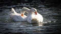 geese preening each other