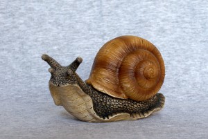 snail