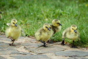 Flickr: Tom Stovall at Meadowlark Botanical Gardens