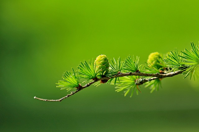 immature pine cone; terminology can distinguish between a cone and a cone