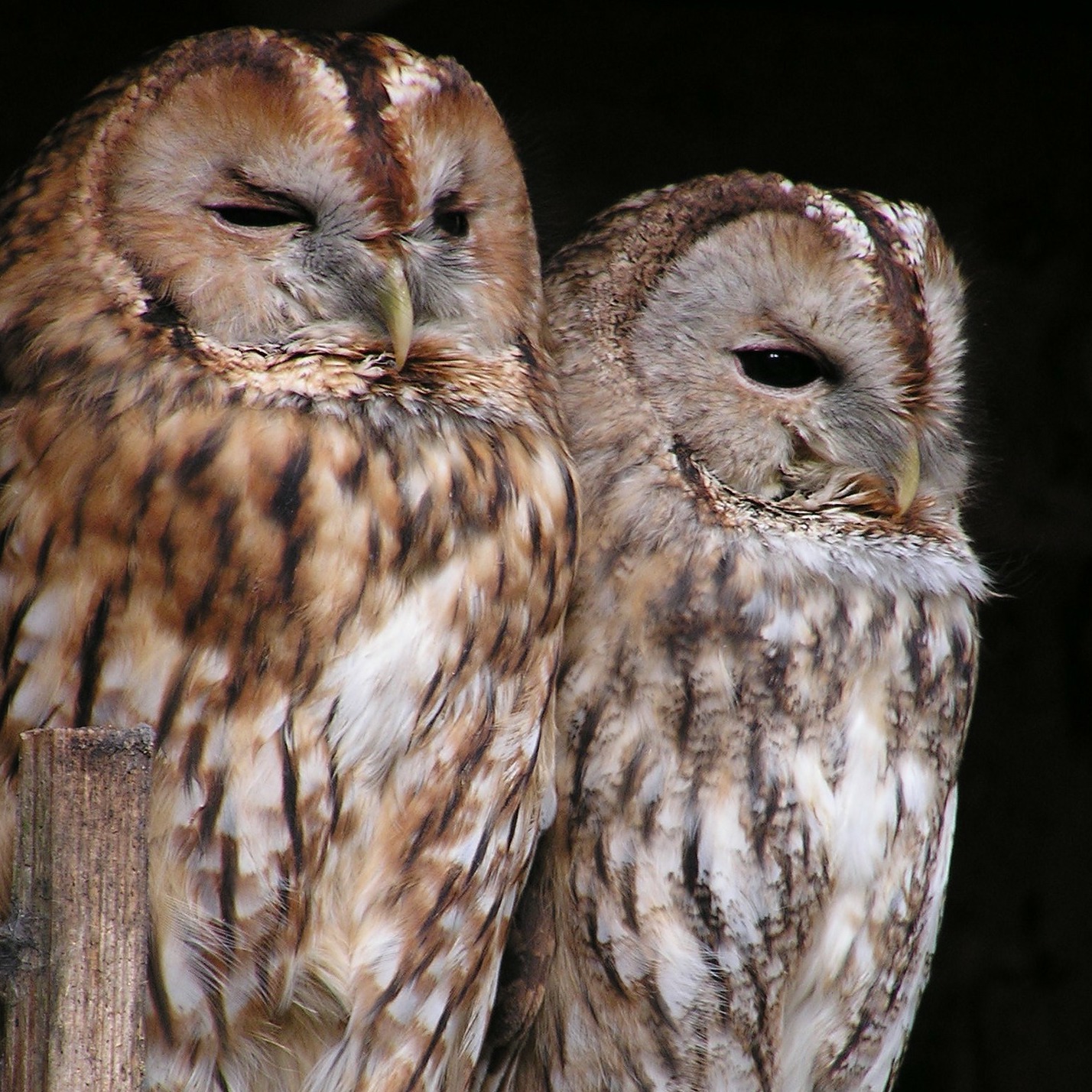 two tawny owls