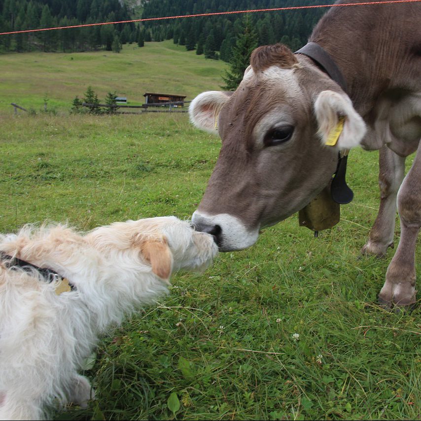 dog meets cow