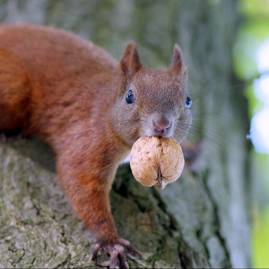 squirrel with walnut