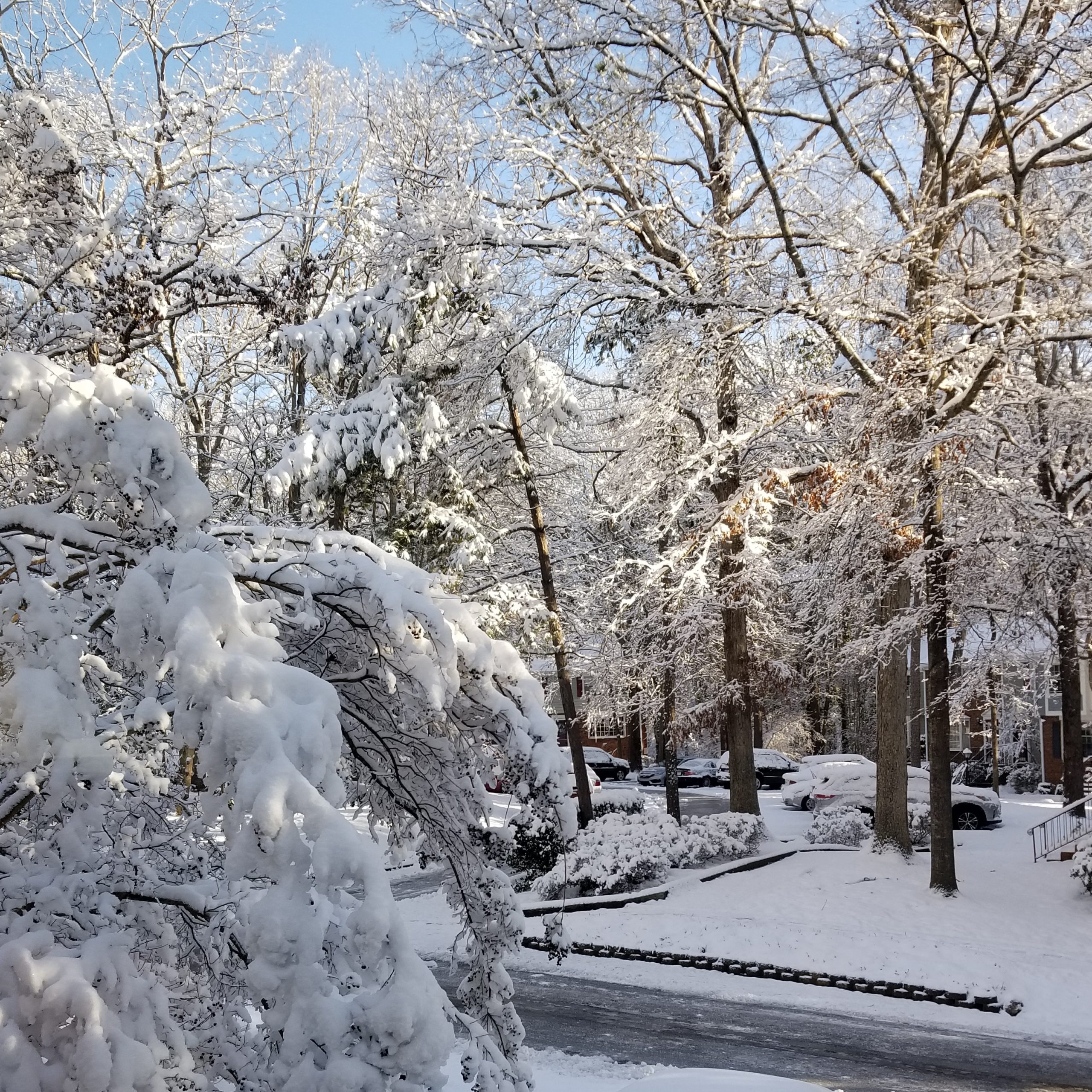 snow on trees