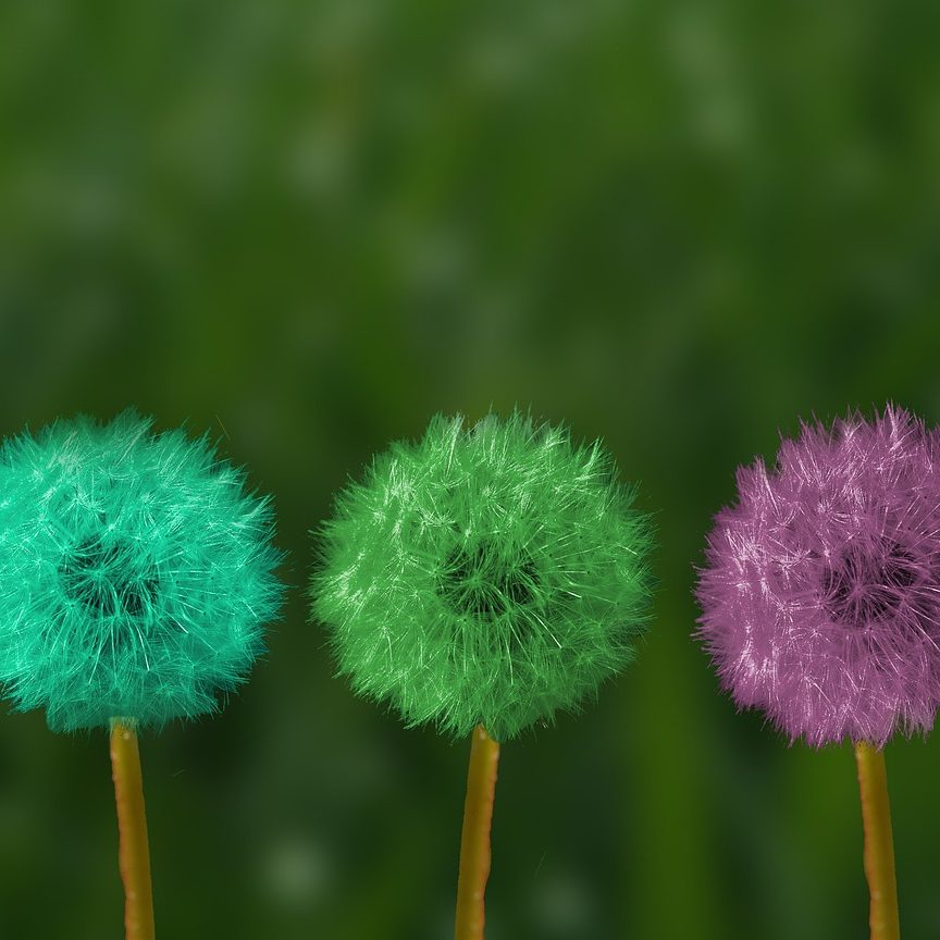 dandelions in multiple colors