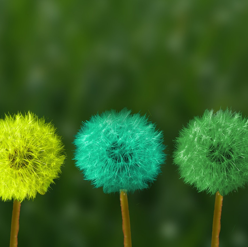 dandelions of multiple colors
