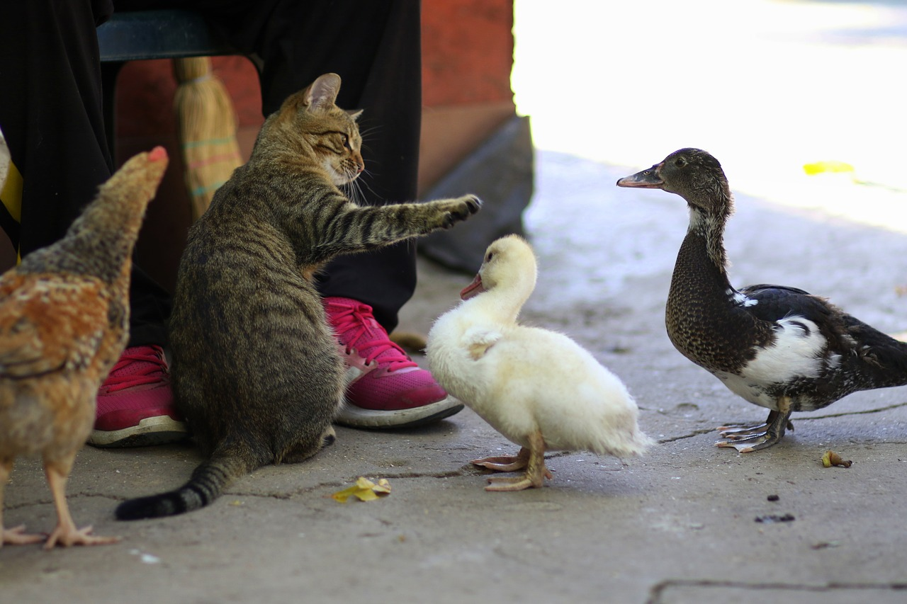 A cat attempting to pet a duck
