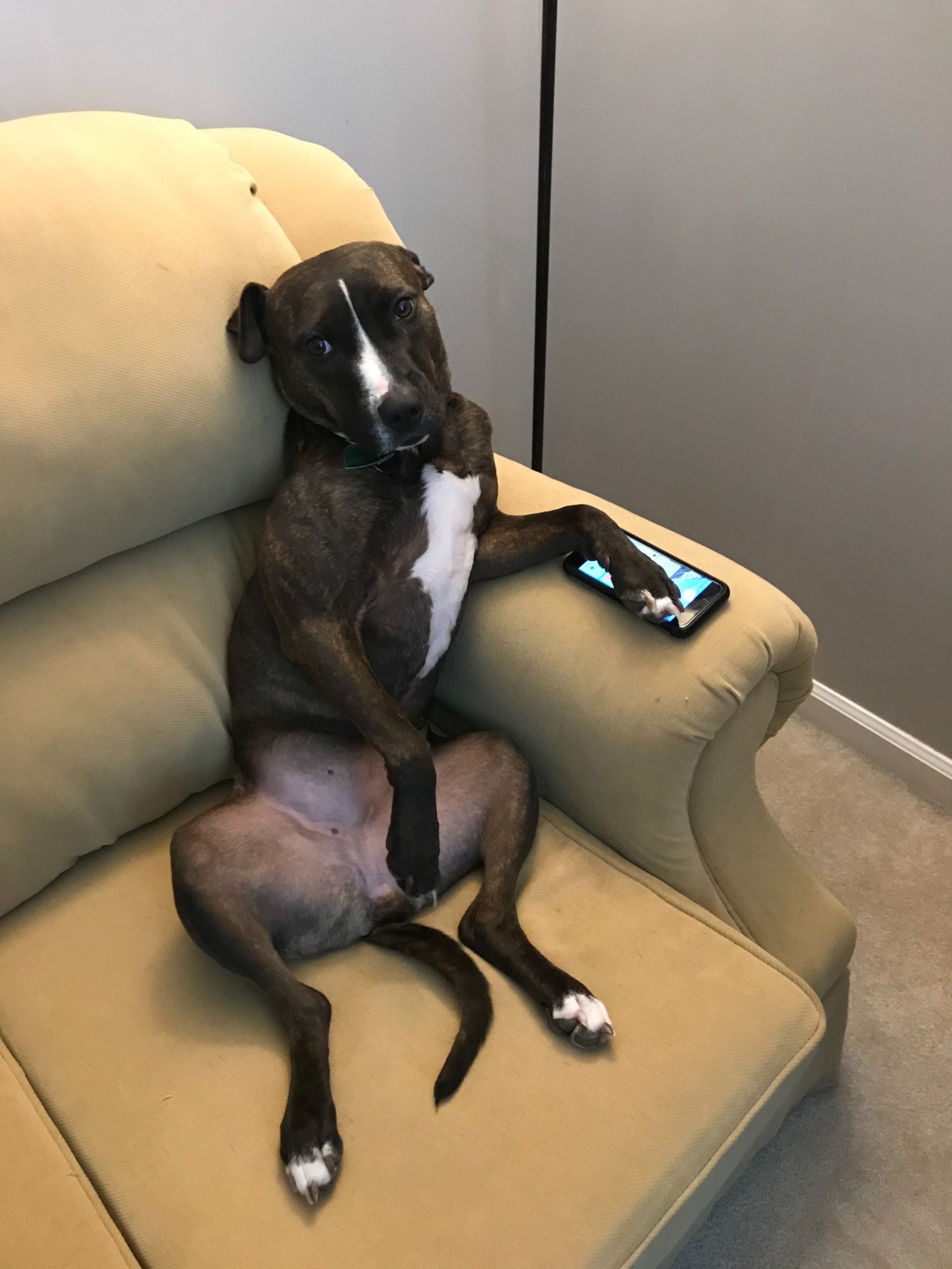 Dog sitting upright on a couch with paw on an iPhone