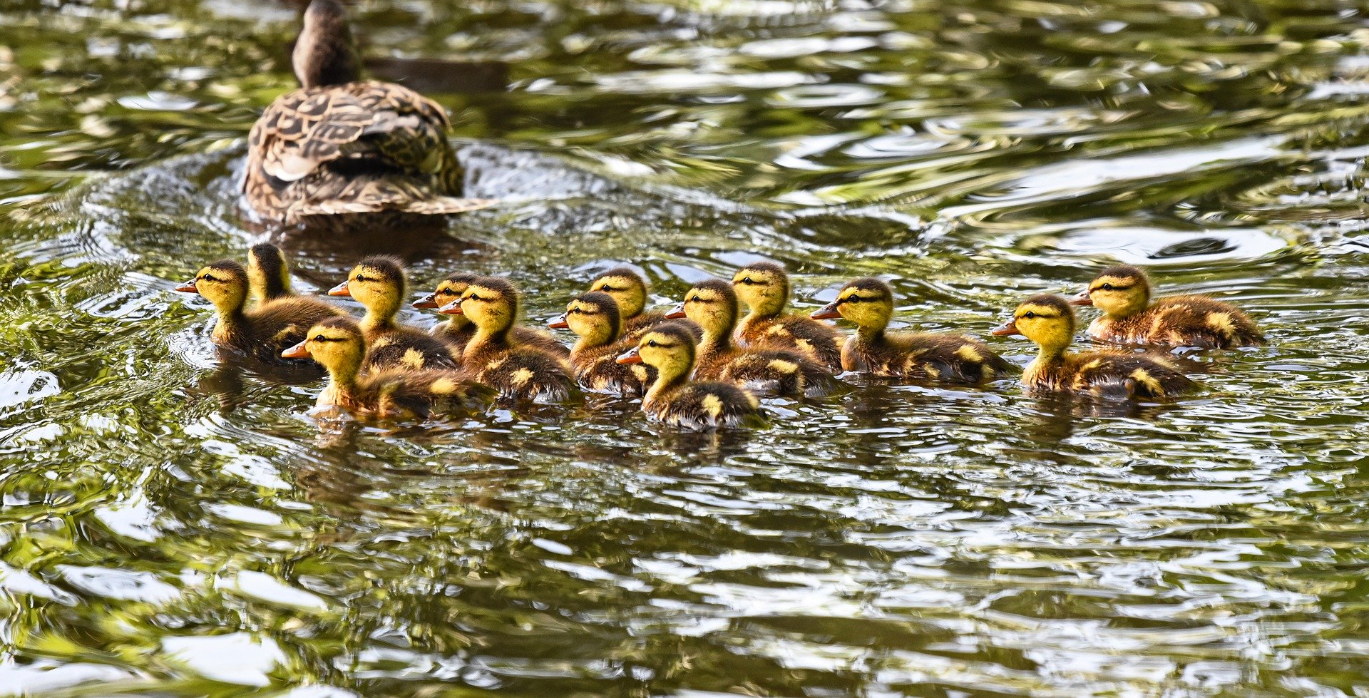 Ducklings swimming in a pond with mom
