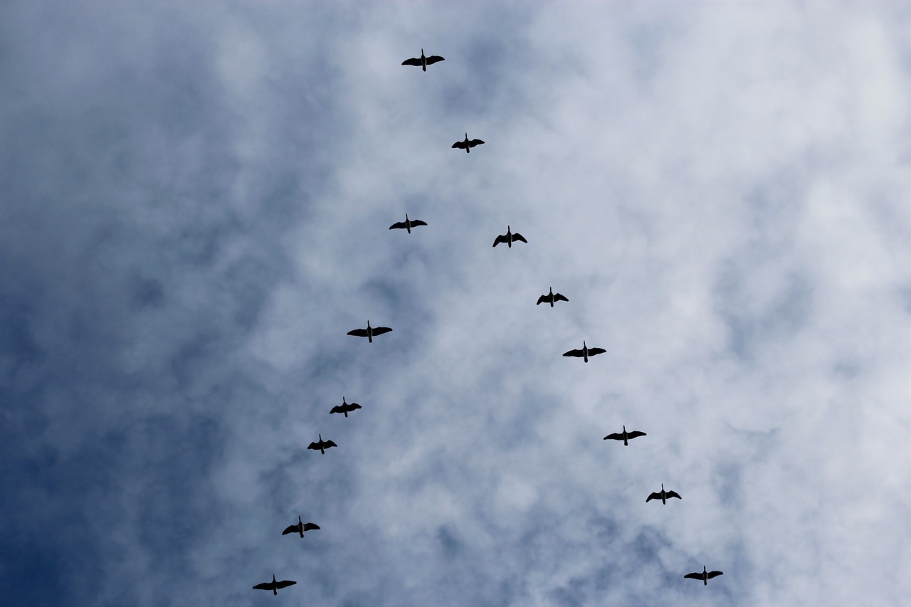 Birds flying together in a V shape