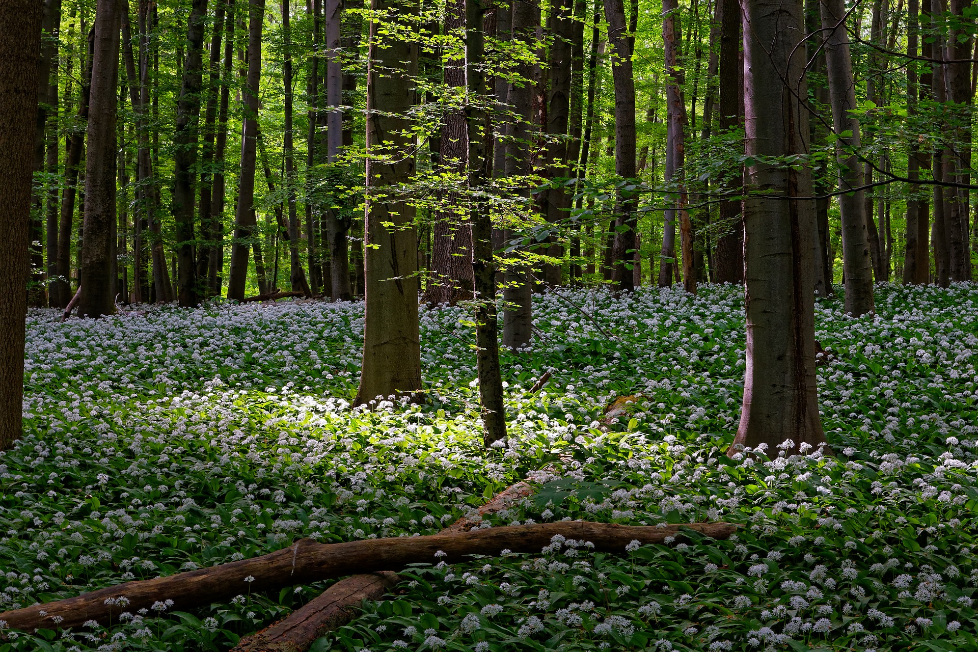 A forrest with wildflowers growing on the ground