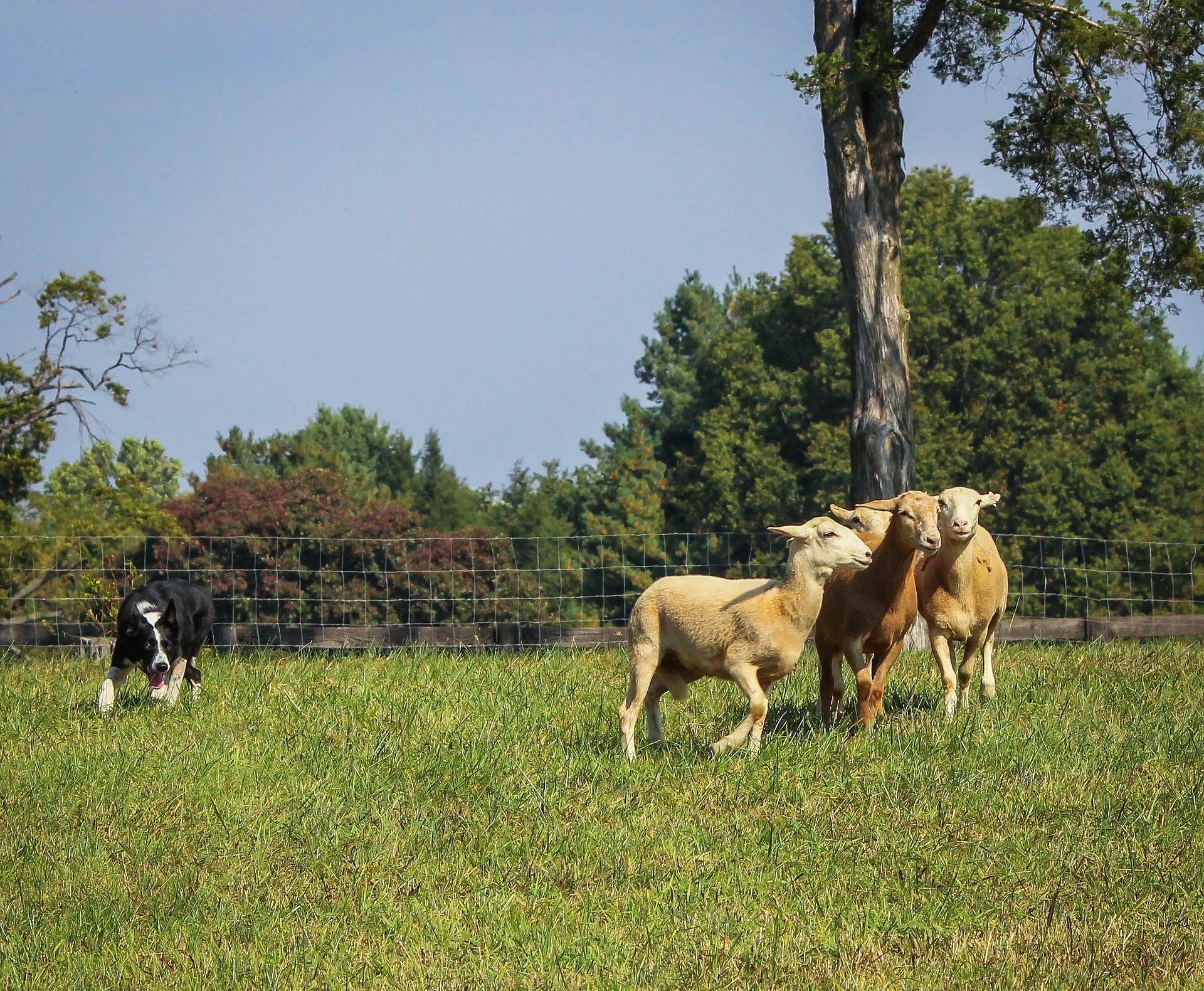 border collie herding sheep