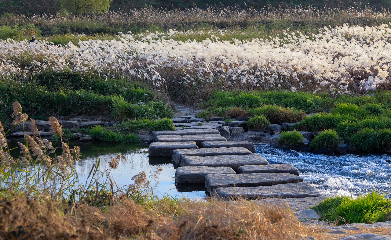 stone steps crossing a river to a field with reeds