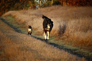A picture of a dog and a cat walking down a gravel road together