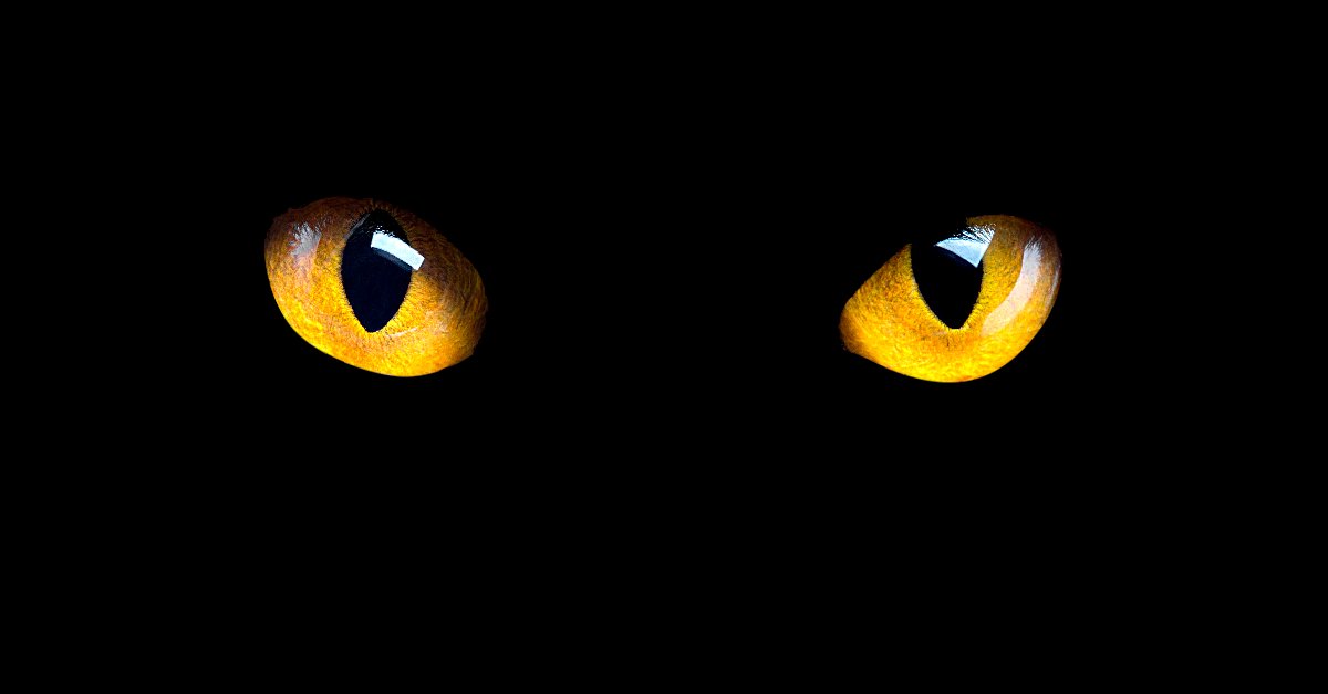 cat eyes against black background