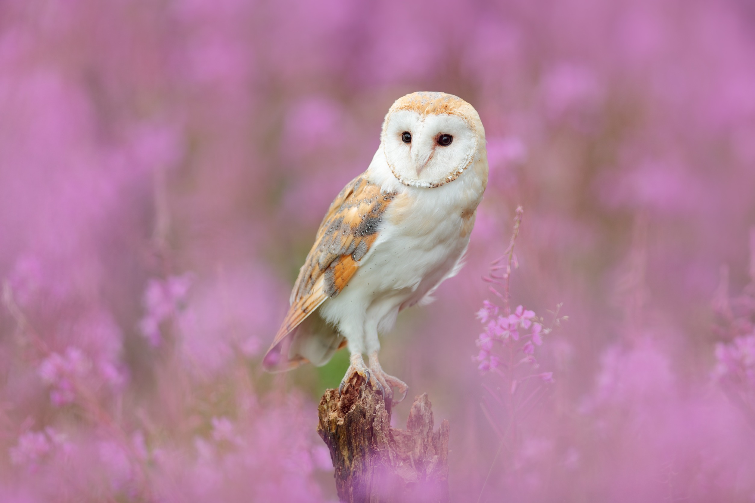 Light brown and white barn owl perched on a stick in a meadow of pink flowers.
