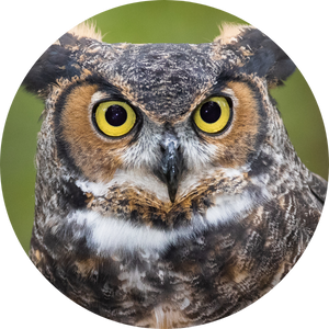 Headshot of a brown and white owl with yellow eyes looking slightly to the right of the camera against a green nature background. 