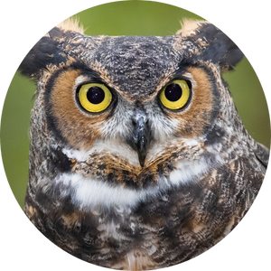 Headshot of a brown and white owl with yellow eyes looking slightly to the right of the camera against a green nature background.