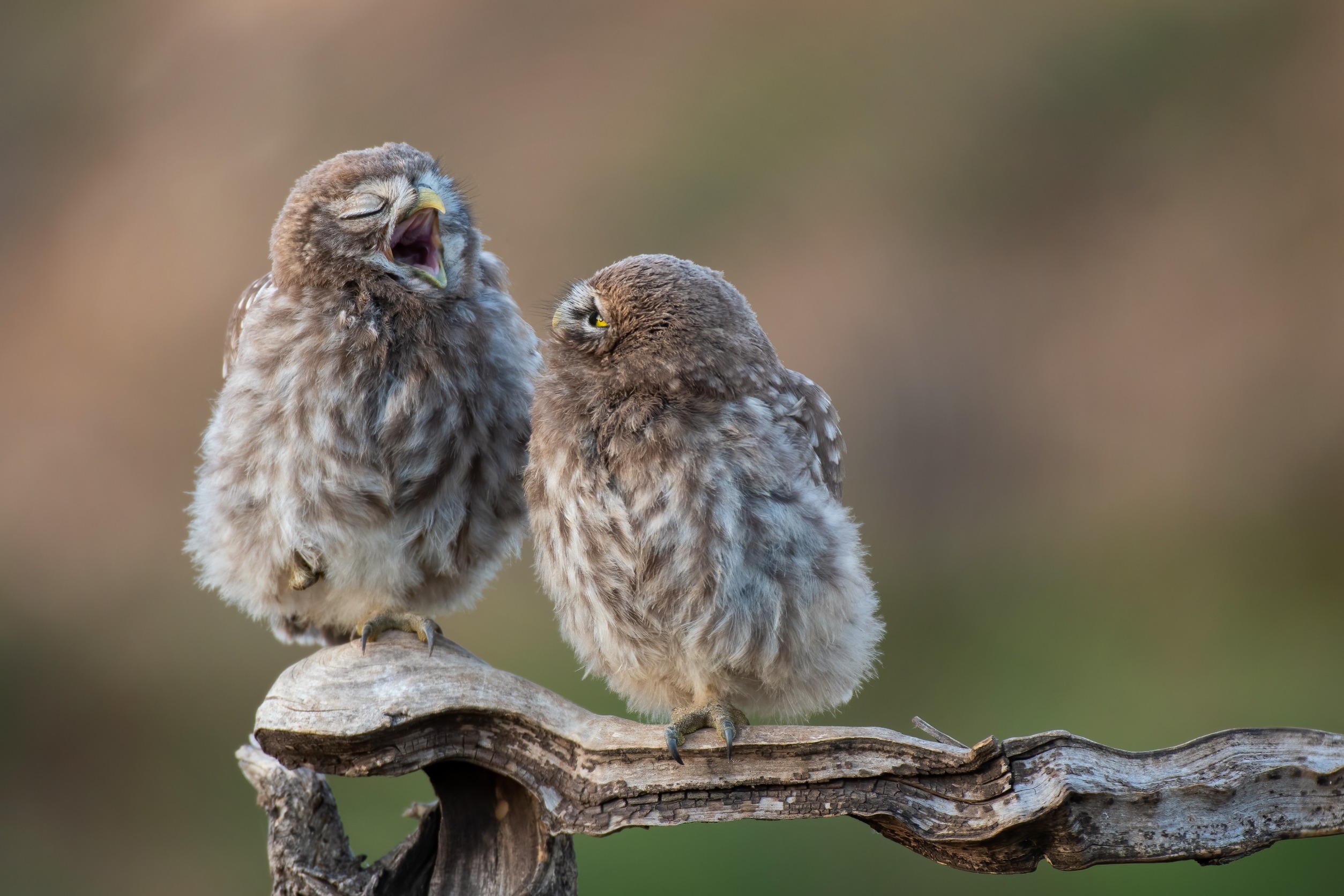 Two small brown owls sitting on a tree limb against a nature background, one with it's mouth open, symbolically asking, "Why do I have to work differently?”