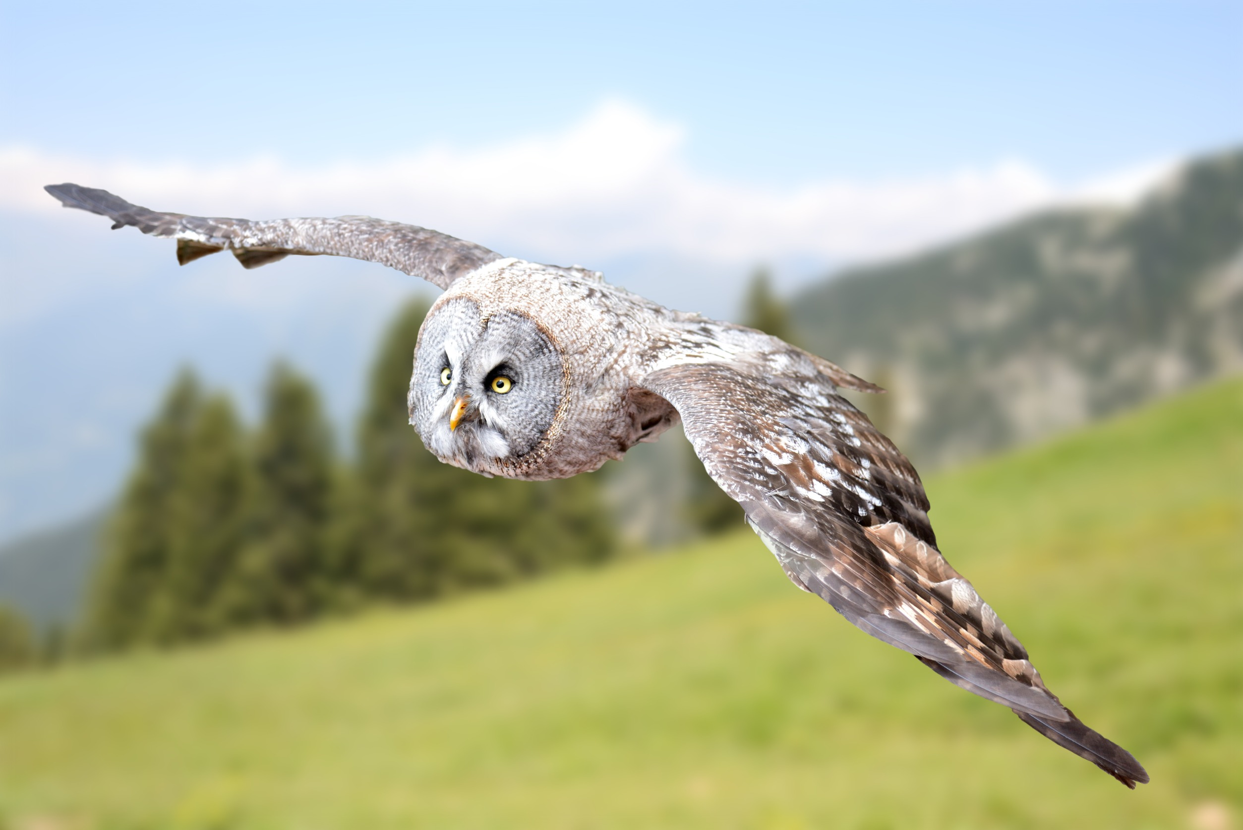 White and brown owl flying over a mountainside (blurred background), symbolizing content experts soaring after you hire a content strategist.