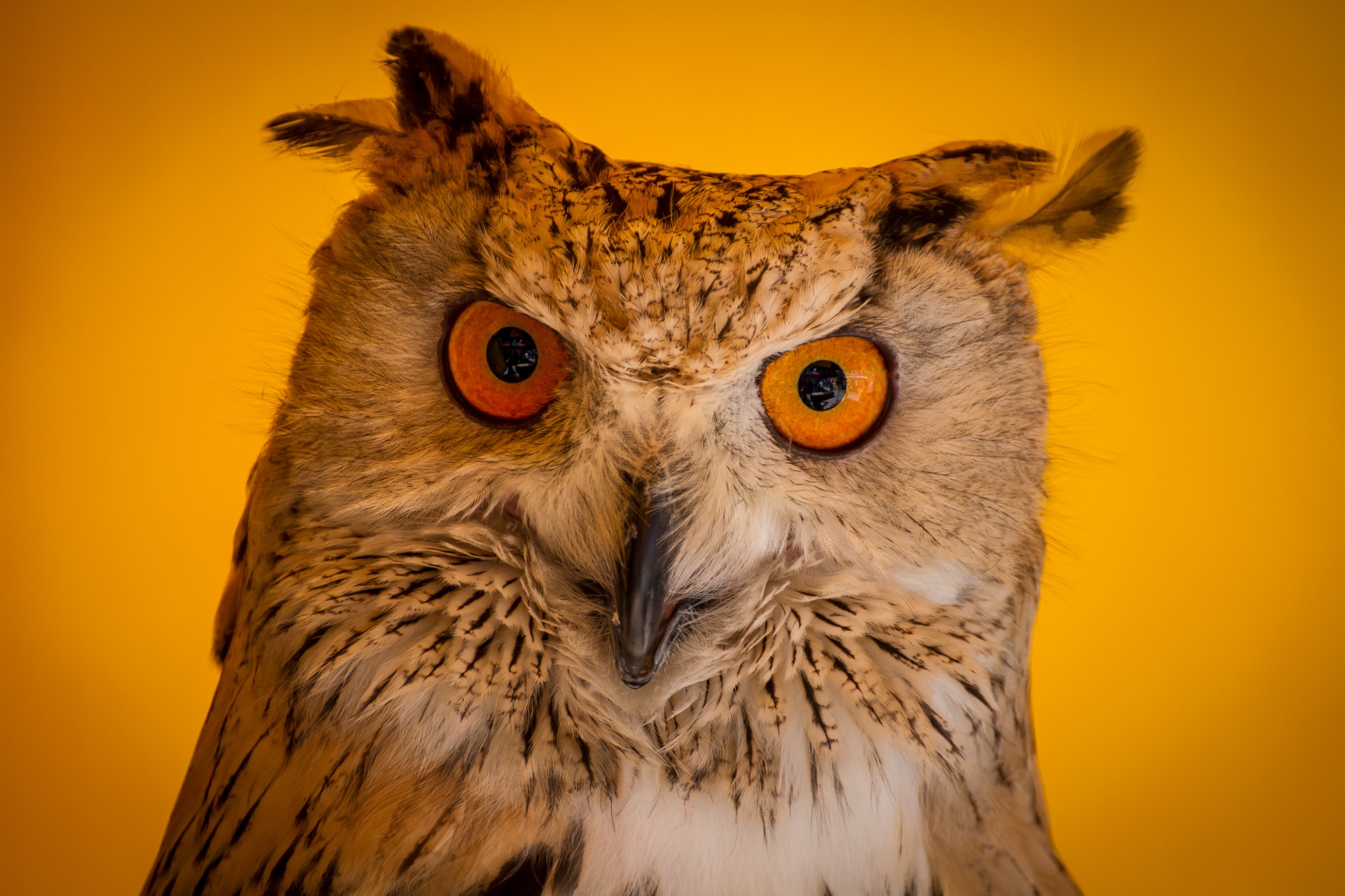 Angry brown and white owl on a yellow background, symbolizing a team member saying, "Why do I have to work differently?"