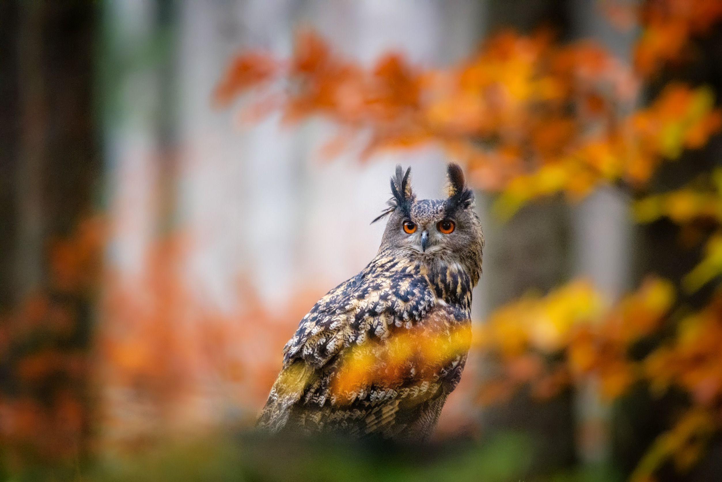 Large owl with perked ears in a forest with orange and yellow leaves. The background is lightly blurred.