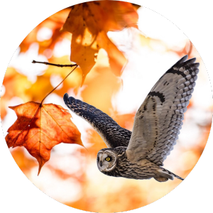 Grey owl flying through trees with orange and red fall leaves.