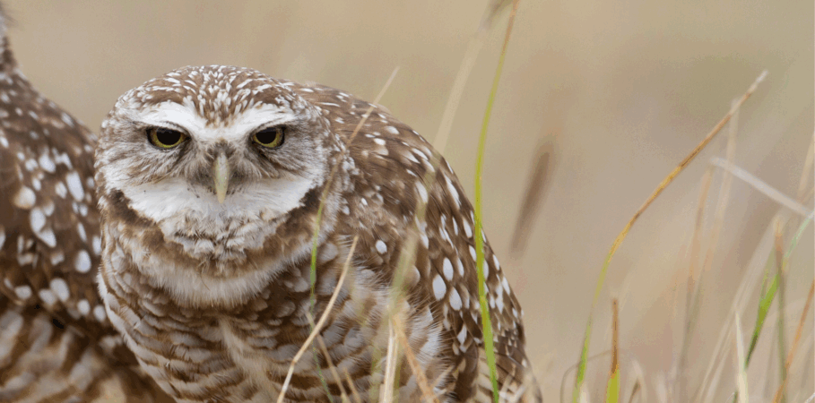 Close-up of a burrowing owl with brown and white spotted feathers, yellow eyes, and a white face patch, sitting among tall dry grass.