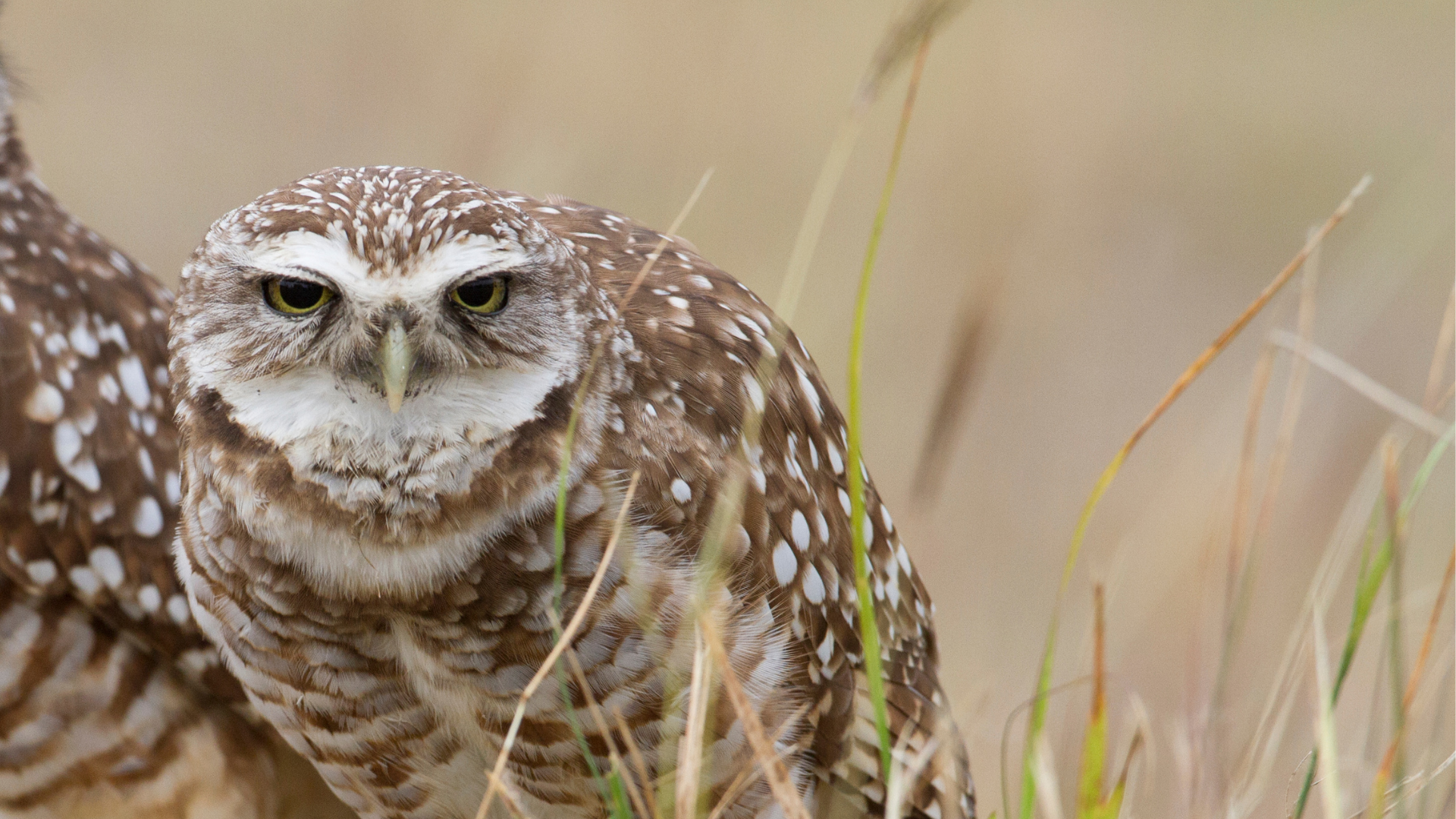 Close-up of a burrowing owl with brown and white spotted feathers, yellow eyes, and a white face patch, sitting among tall dry grass.
