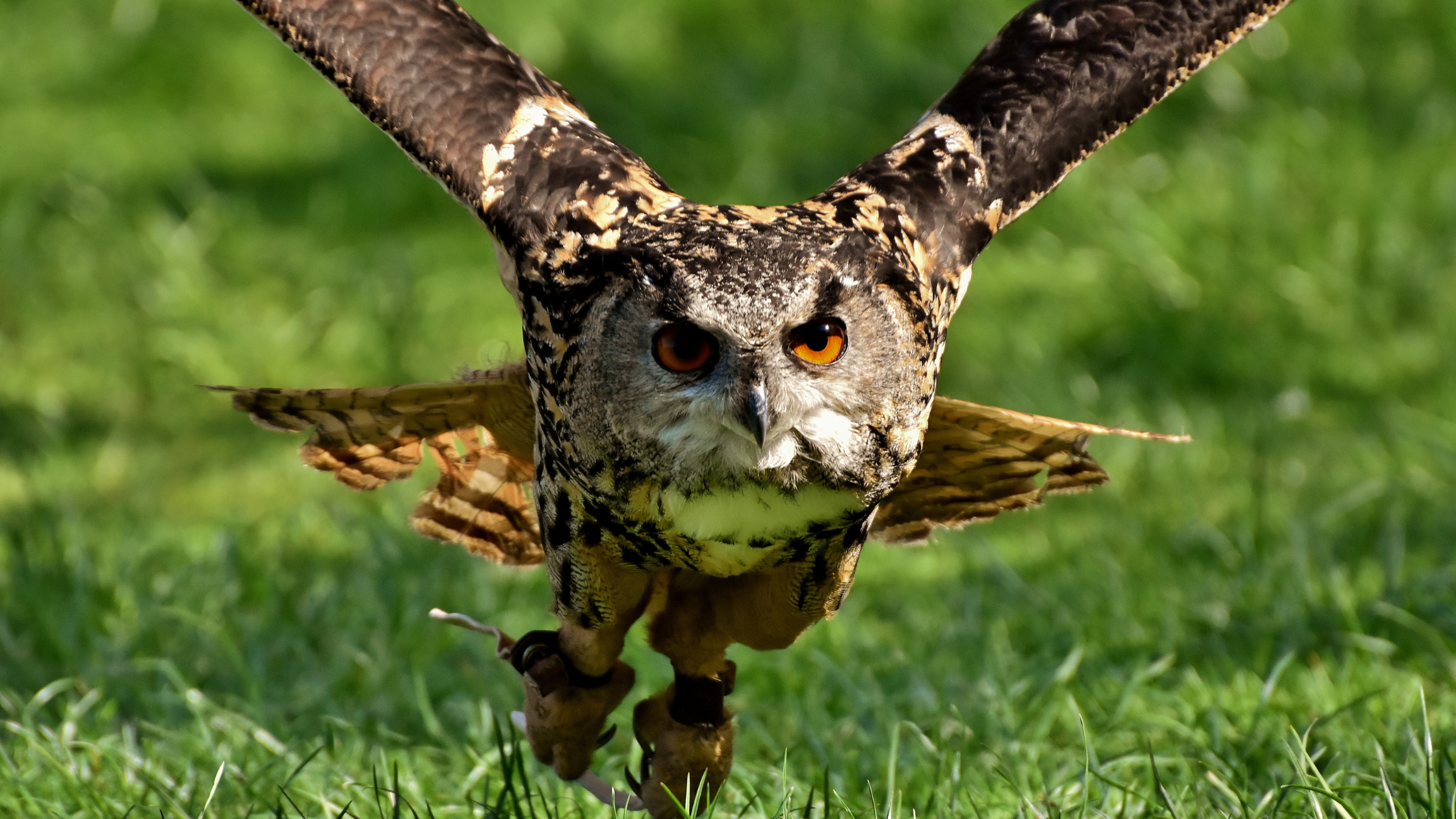 Close-up of a large owl in mid-flight, wings spread wide and piercing orange eyes focused forward, flying low over green grass.