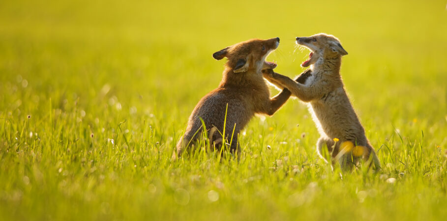 Two young foxes playfully spar in a sunlit grassy field, standing on their hind legs with mouths open and front paws touching. The warm golden light and blurred green background create a peaceful, natural atmosphere.