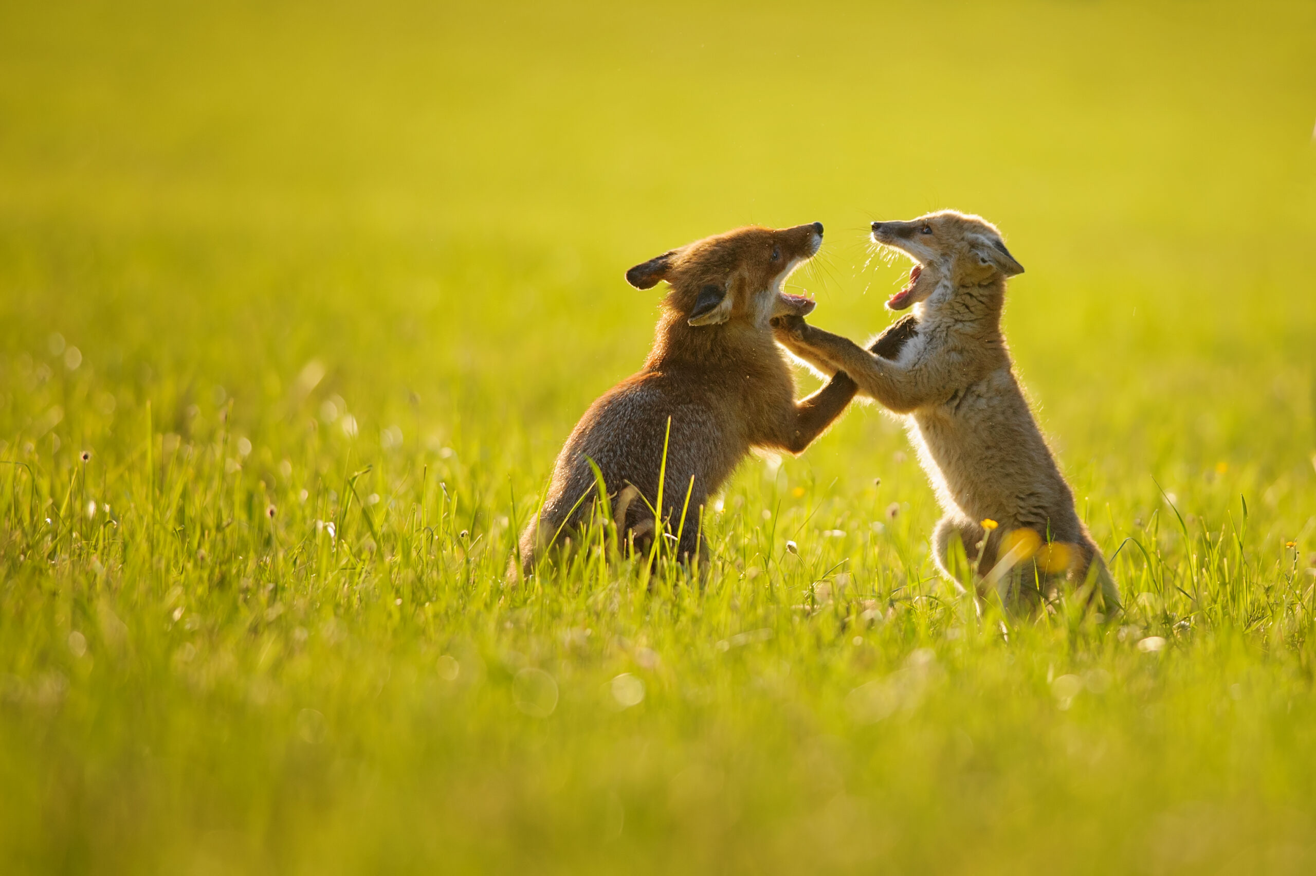 Two young foxes playfully spar in a sunlit grassy field, standing on their hind legs with mouths open and front paws touching. The warm golden light and blurred green background create a peaceful, natural atmosphere.